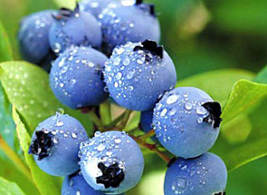 蓝莓鲜果