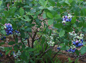 蓝莓基地